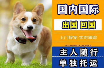 乐山市宠物托运公司乐山市宠物托运公司乐山市宠物托运公司