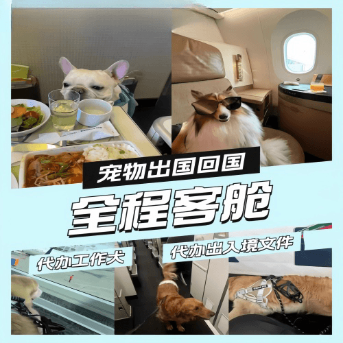 乐山市宠物托运到白俄罗斯宠物入境规定和要求